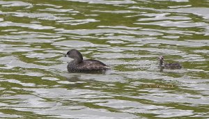 Adult and curious youngster