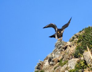 Peregrine in action