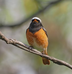 Common Redstart