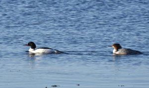 Goosander