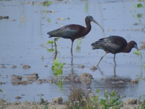 Glossy ibis