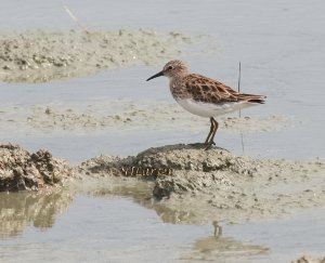 Spring Least Sandpiper