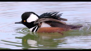 Hooded Merganser (♂)