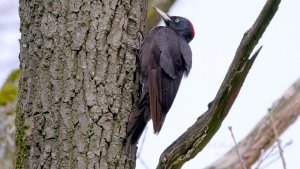 Black Woodpecker (♀)