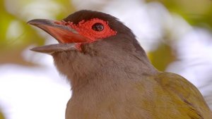 Calls of the Australasian Figbird (♂)