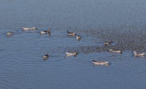 Wilson's Phalarope 2