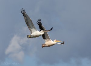 Great White and Dalmatian Pelicans