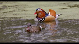 Two Mandarin Ducks