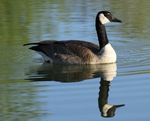 Canada Goose