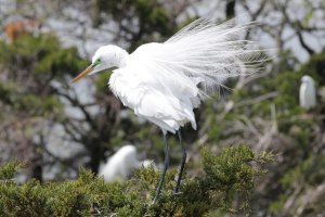 Great Egret shaking off some dust