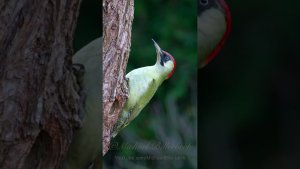 Call of the Green Woodpecker
