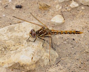 Variegated Meadowhawk (female)