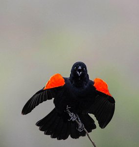 Red-winged Blackbird (male displaying)