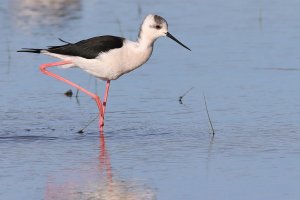 black-winged stilt