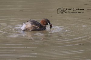 Little Grebe