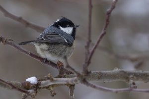 Coal Tit