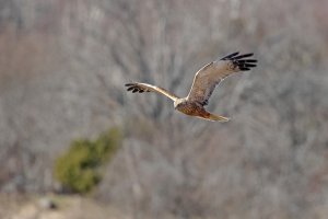 Marsh Harrier (male)