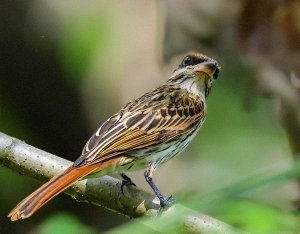 Streaked Flycatcher