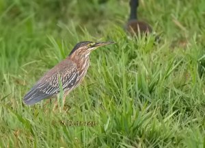 Green Heron