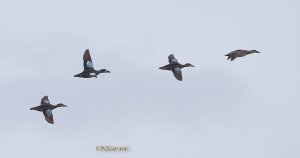 Garganey and Blue-winged Teal