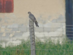 Female cuckoo