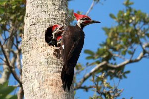 Mother Pileated and Chicks