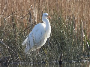 Great White Egret