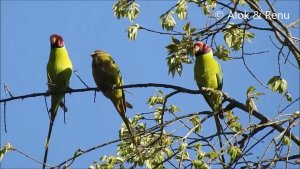 Himalayas-672 : Plum headed Parakeet : courting pair : Amazing Wildlife of India by Renu Tewari and Alok Tewari