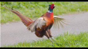 Call of the Common Pheasant (♂)