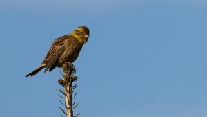 yellowhammer