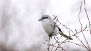 Great Grey Shrike