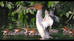 Goosander (♀) with Ducklings