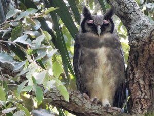 Verreaux's eagle owl