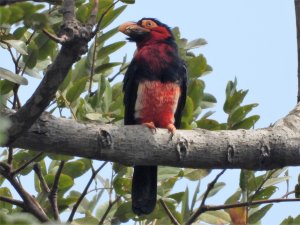 Bearded Barbet