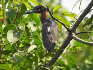 white backed night heron