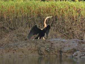 AFRICAN DARTER