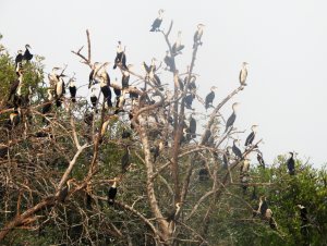 White-breasted Cormorant