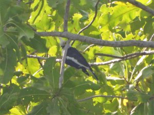 White-crested helmetshrike