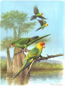 Carolina parakeets in their biotop
