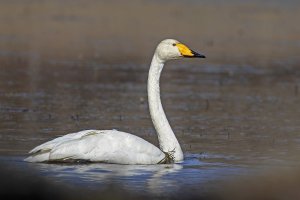 Whooper Swan