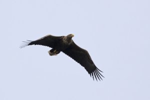 White-tailed Eagle