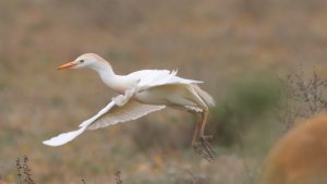 cattle egret