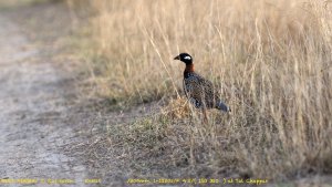 Black francolin