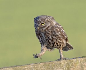 Little Owl angry and up close.