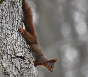 Red squirrel