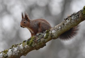 Red squirrell2.jpg