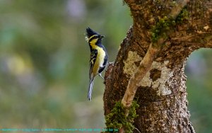 Himmalayan Black-lored Tit