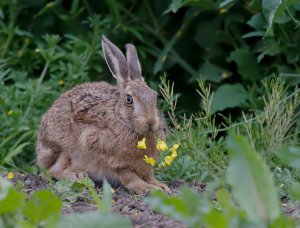 Brown hare.  (say it with flowers)