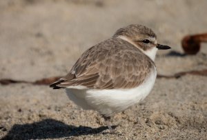 Snowy Plover