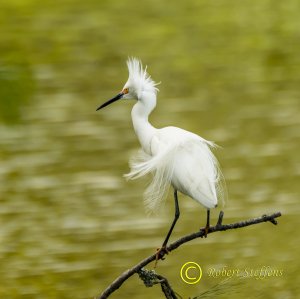 Snowy Egret